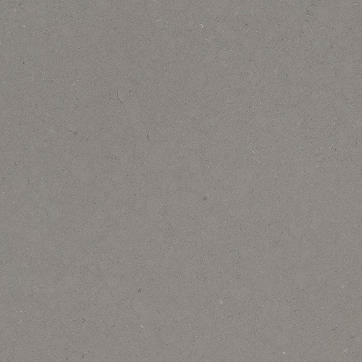 Fossil Gray quartz slab, close up of the surface